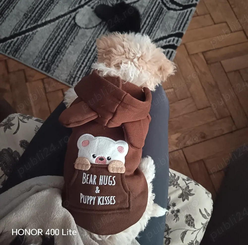 bichon maltese fetita 