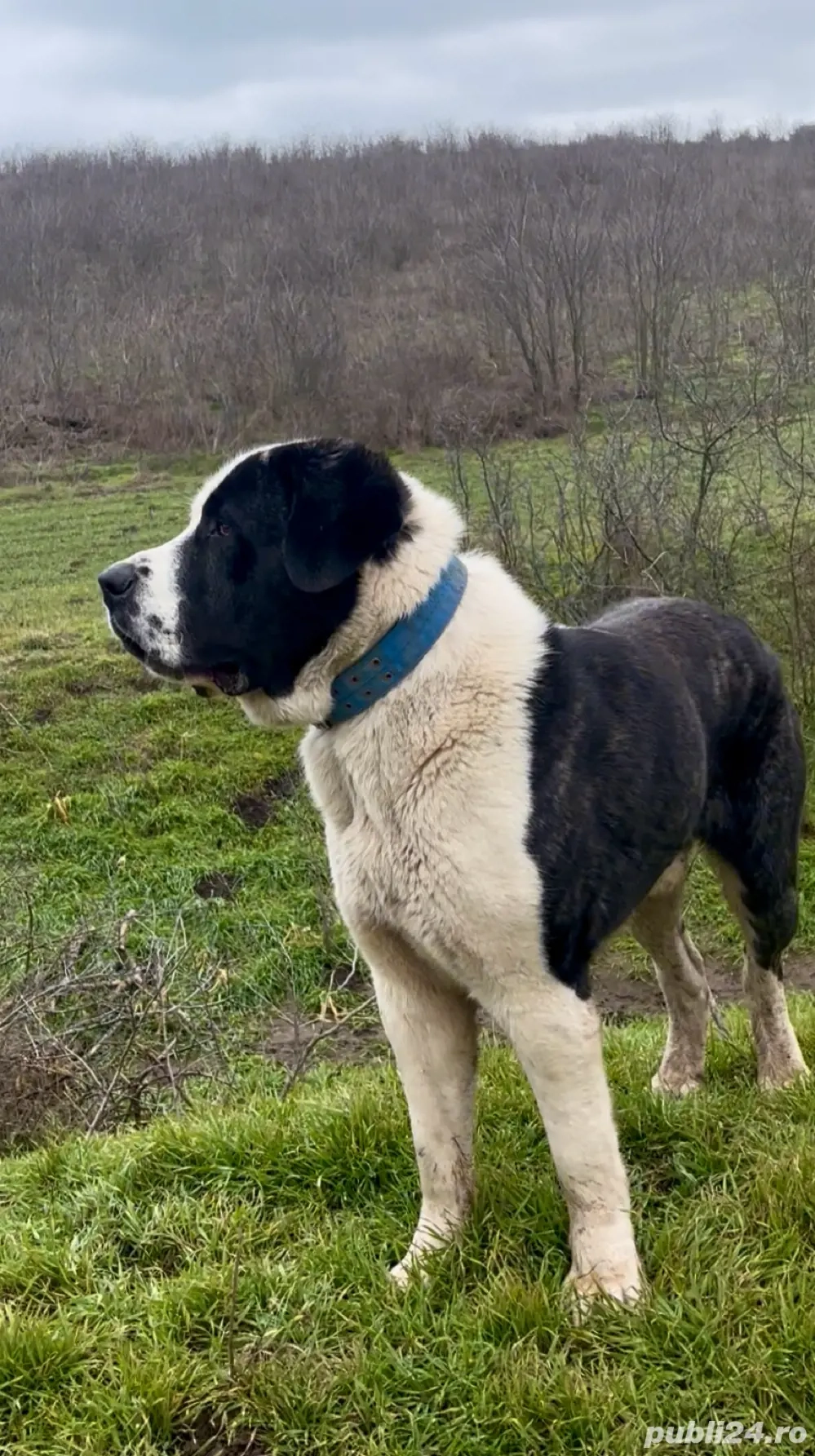 mascul de asia centrala 