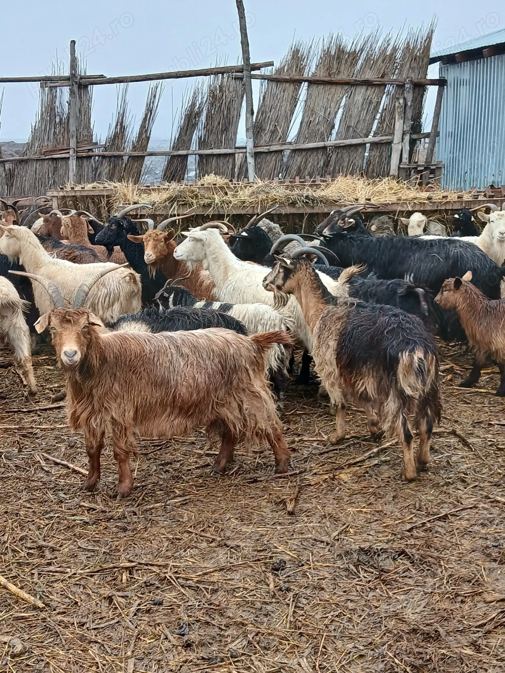Capre de rasă de vânzare 