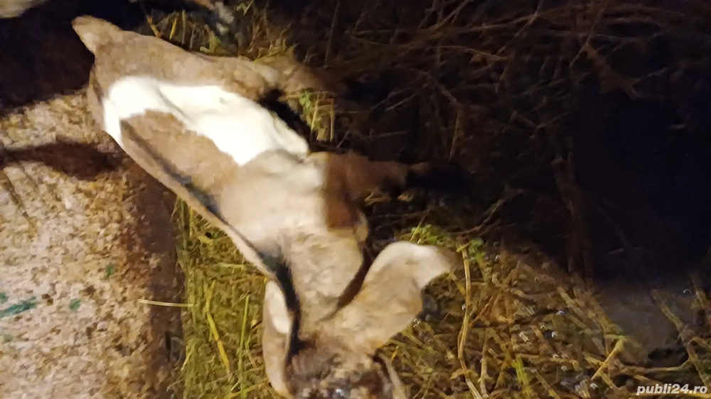 Tapisori anglo nubiene