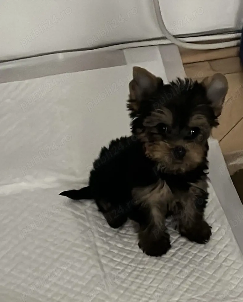 Vand fetița yorkshire extra mini