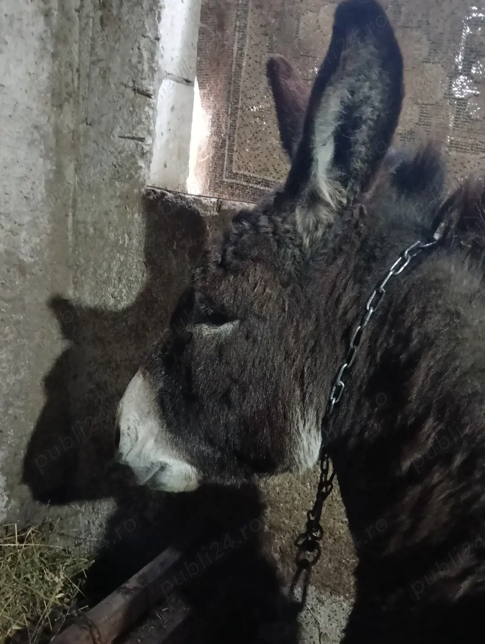 Măgărițe gestante!