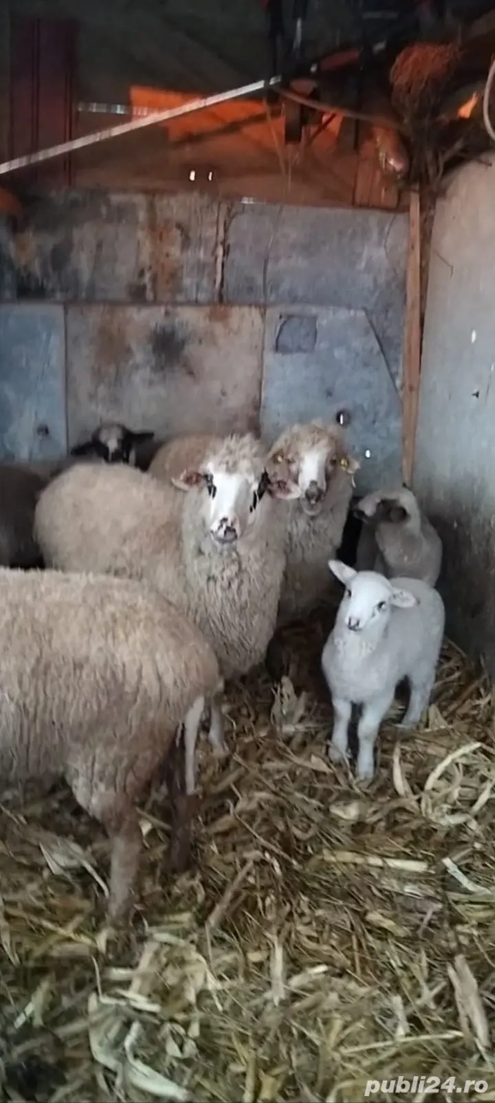 Oii cu miei de vânzare 
