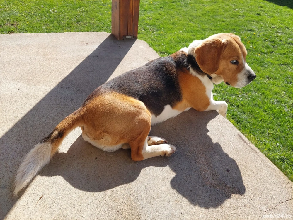 Donez beagle tricolor