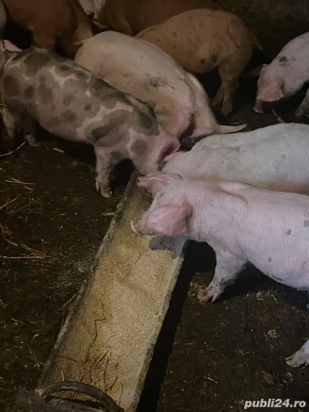 purcei pietrean de vanzare castrati