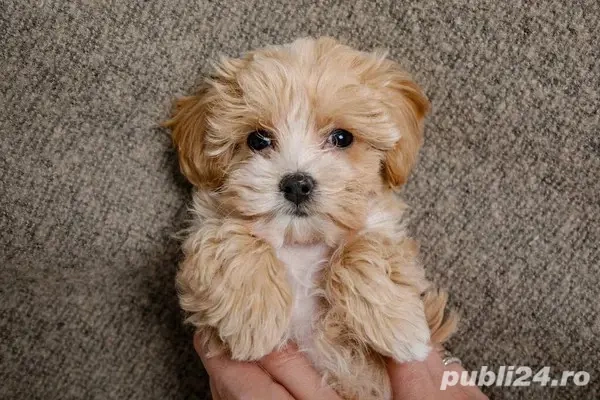 Baietel Bichon talie mica 