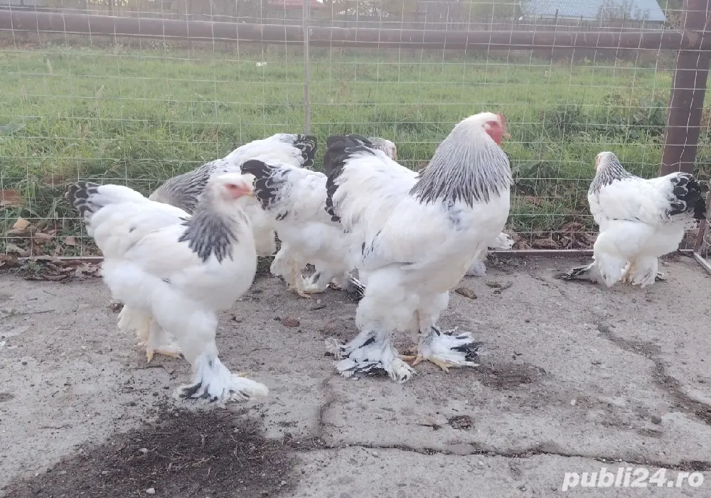 15 pui brahma de 17 zile 