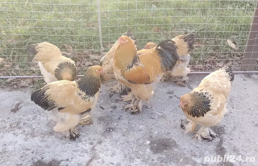 Ouă găini brahma pentru incubat 