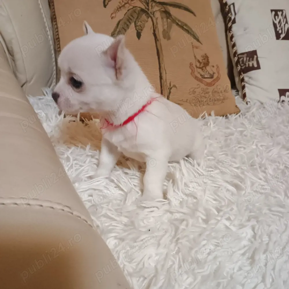 Catelusi Chihuahua Mini Toy