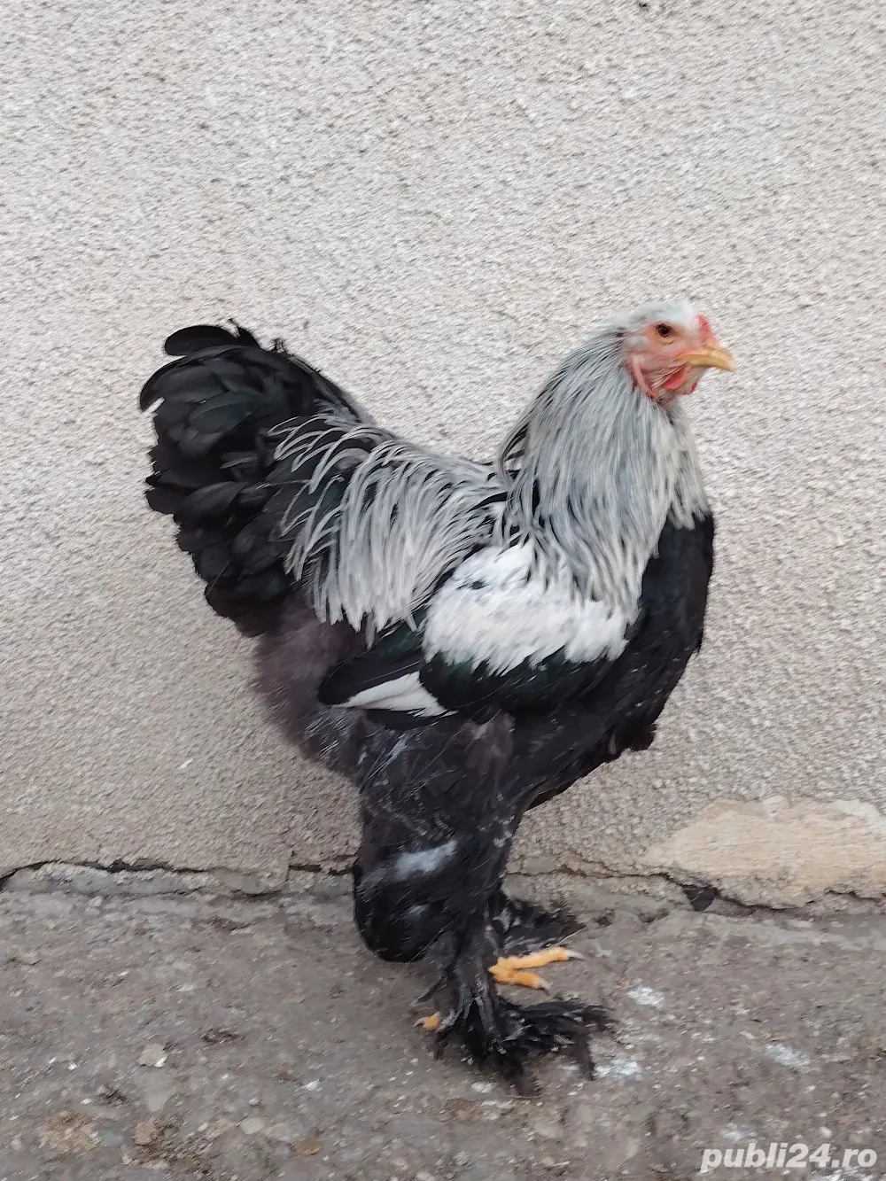 Păsări din rasa brahma 