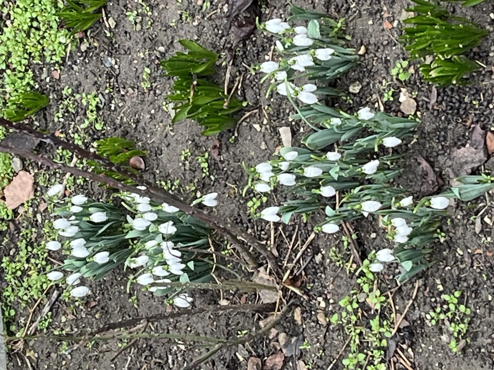 Teren ,1400mp,zona buna