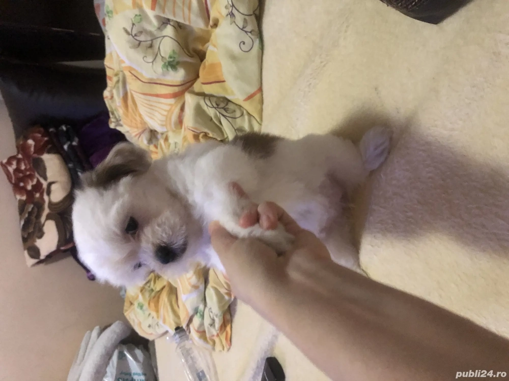 Puiuți Bichon havanezi caută căsuțe noi .