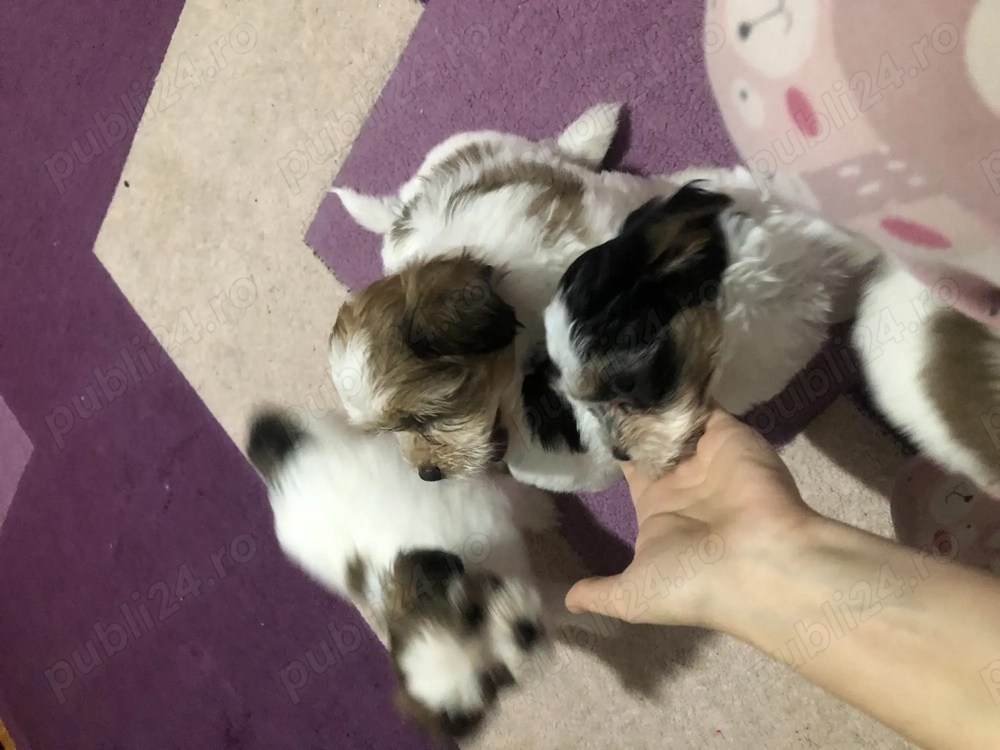 Bischin havanez fete si băieți disponibili .