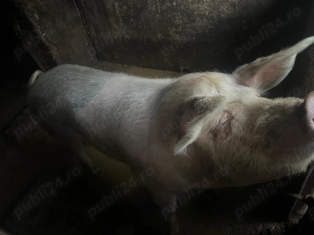 Vănd porc pentru sacrificare de 150 kg.