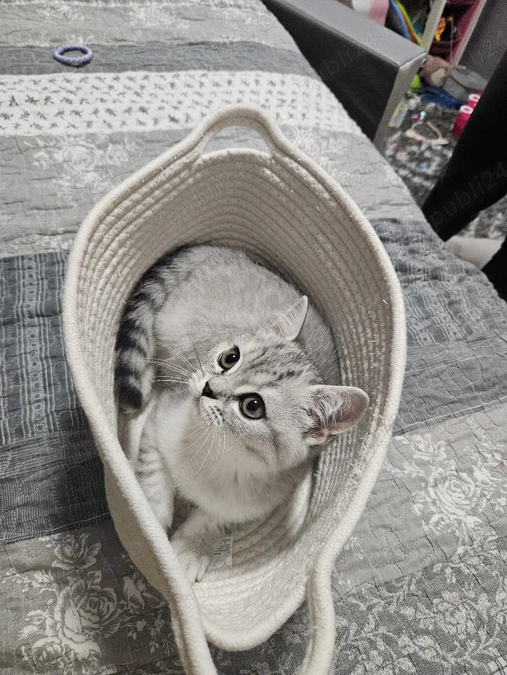 Pui Pisica British Silver Tabby