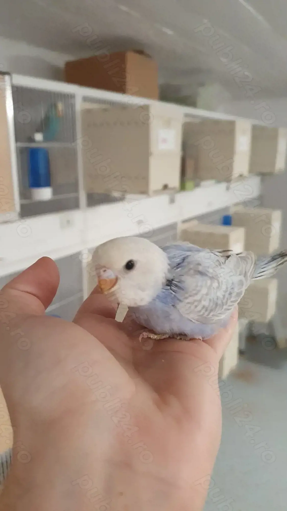 Perusi adulti dar si pui normali dar si standard