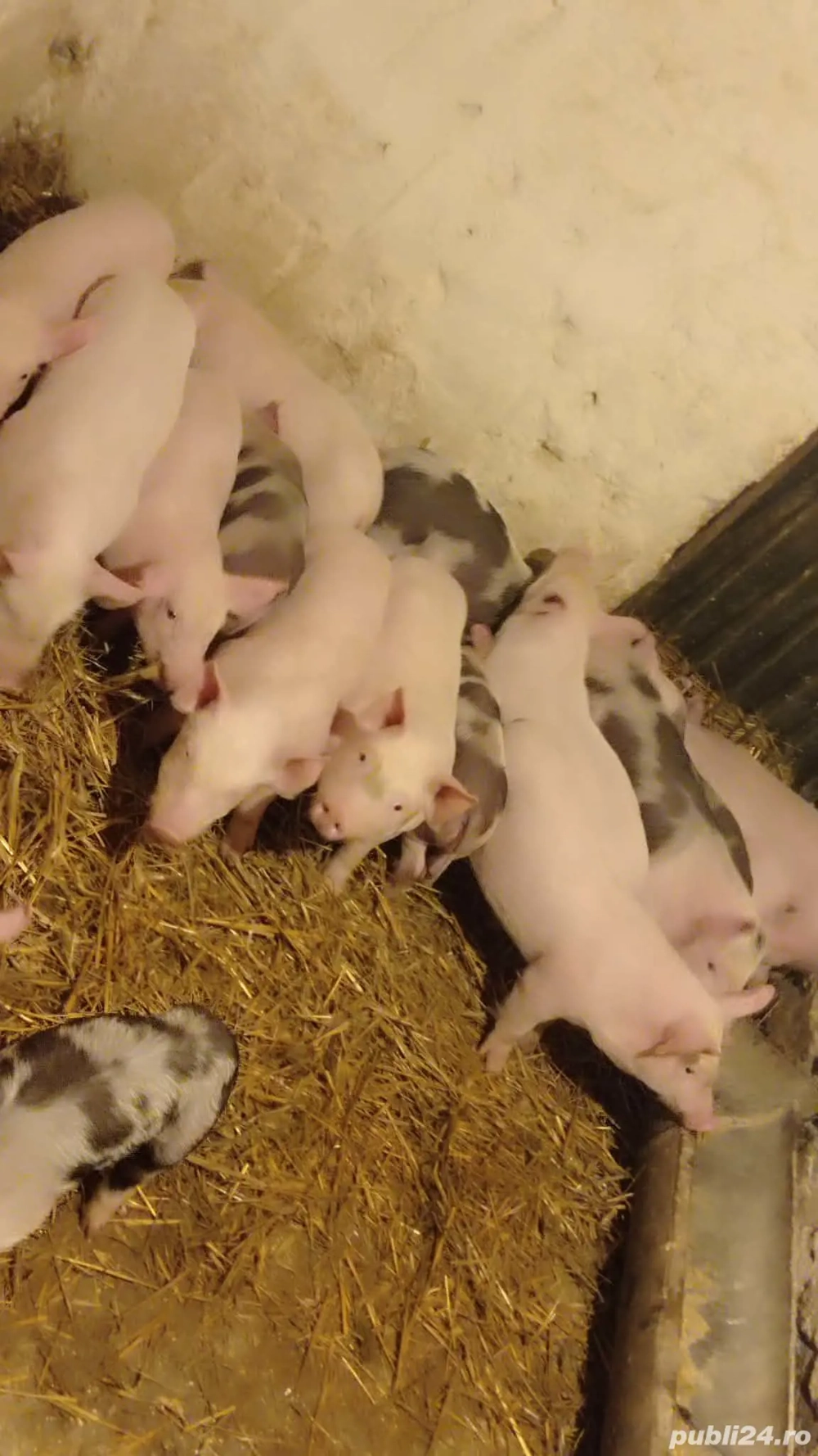 Purcei marele alb cu petran