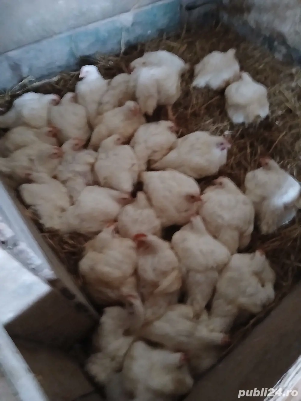 pui de carne . au intre 3 si 4 kg bucata. 50 lei bucata.