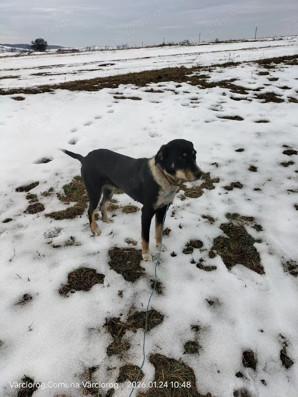 Câini de vânătoare 