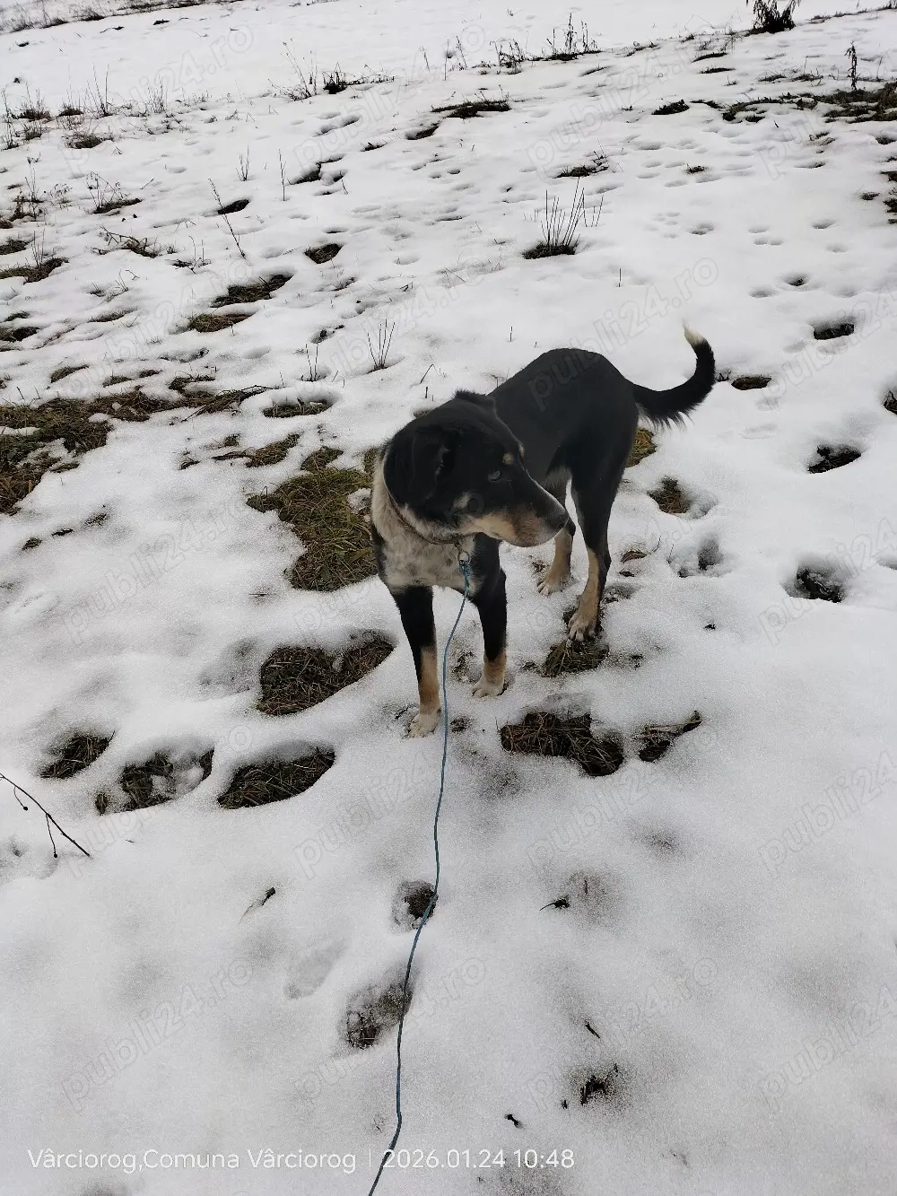 Câini de vânătoare 