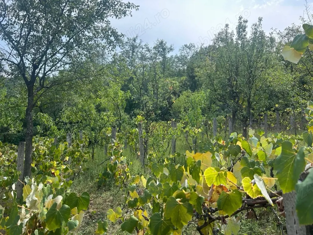 2 terenuri în intravilanul Mun. Orșova