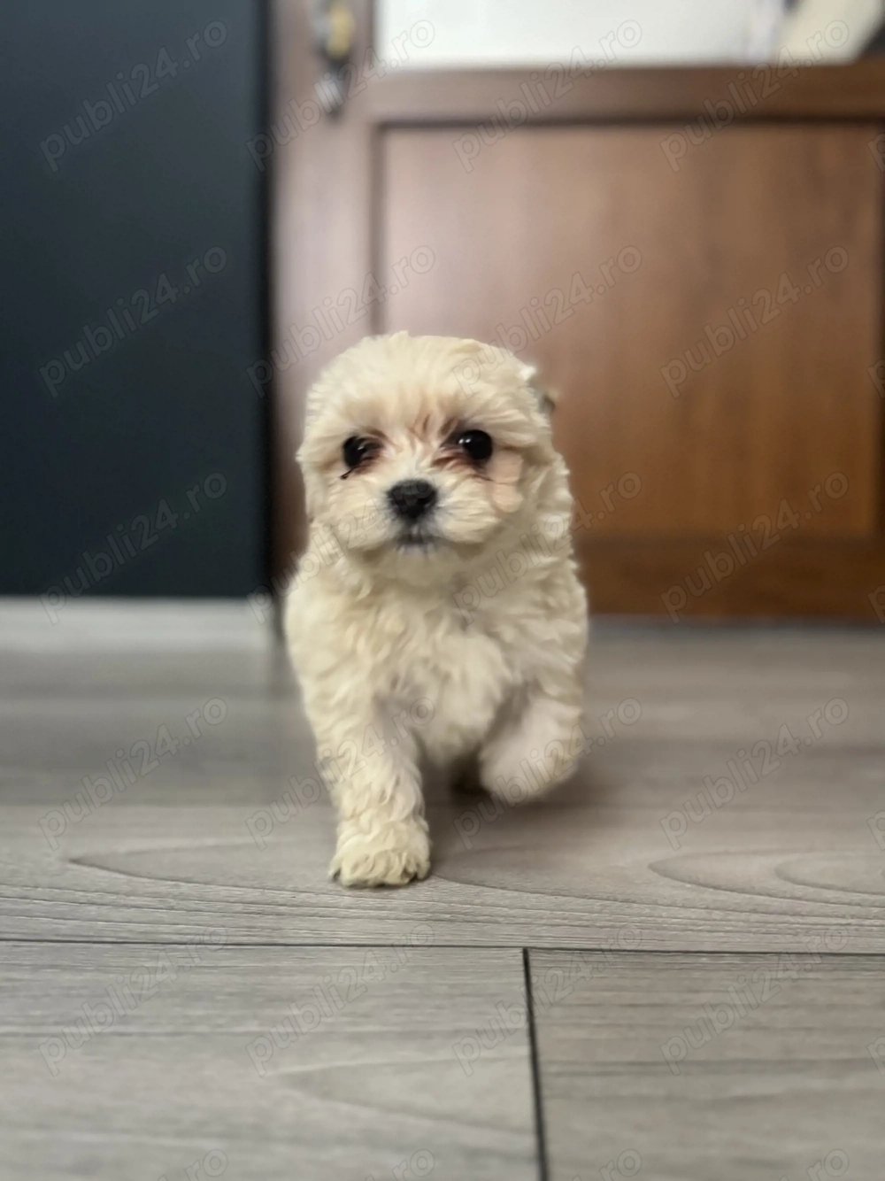 Bichon Maltez, 9 săptămâni 