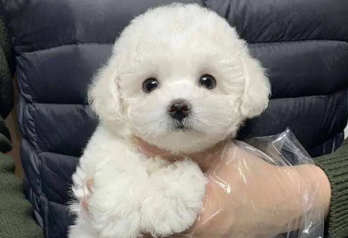 bichon maltez mini toy 