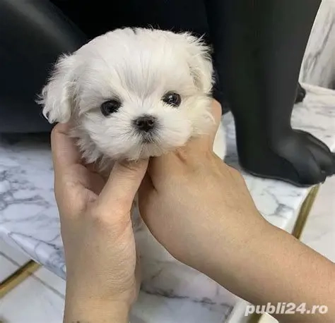 bichon maltez mini toy 