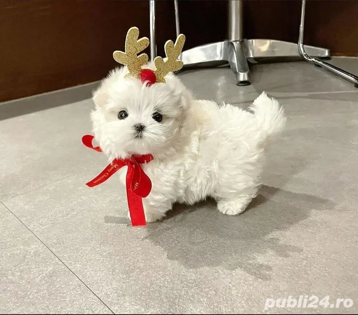 bichon maltez mini toy 