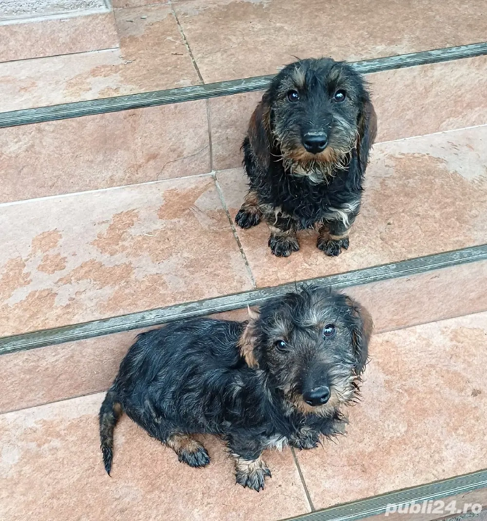 căței teckel sirmos