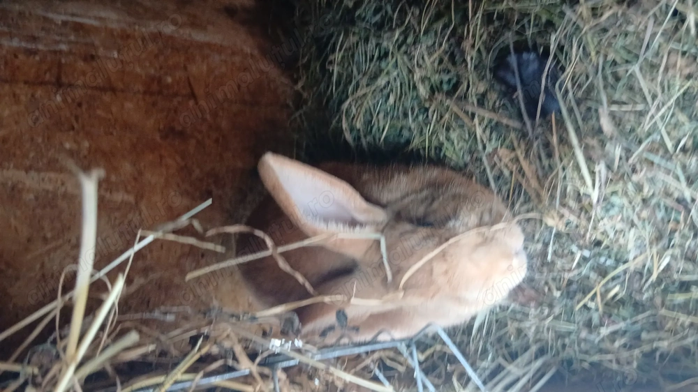 Iepuroaice uriaș german bune de monta vaccinate si deparazitate la timp