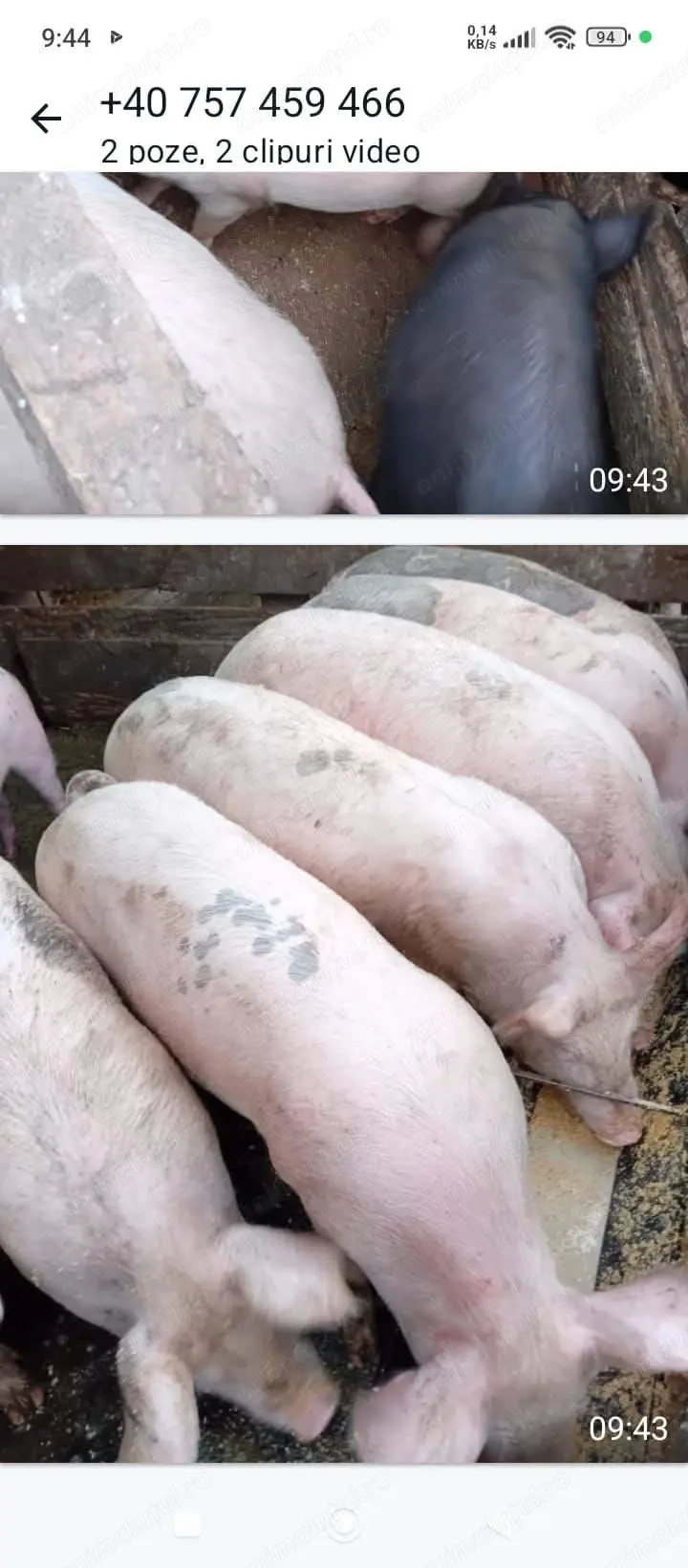 Porci de vânzare de toate marimile