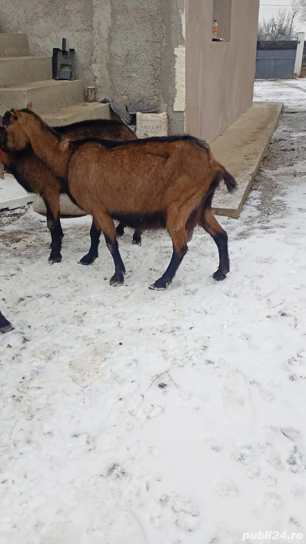 vand doua caprea alpine franceze și un tap 