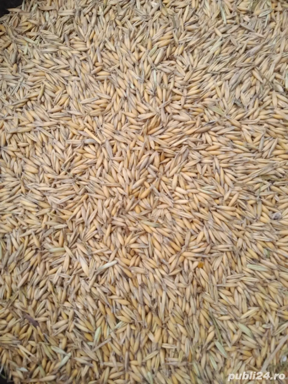 ovăz de primăvară