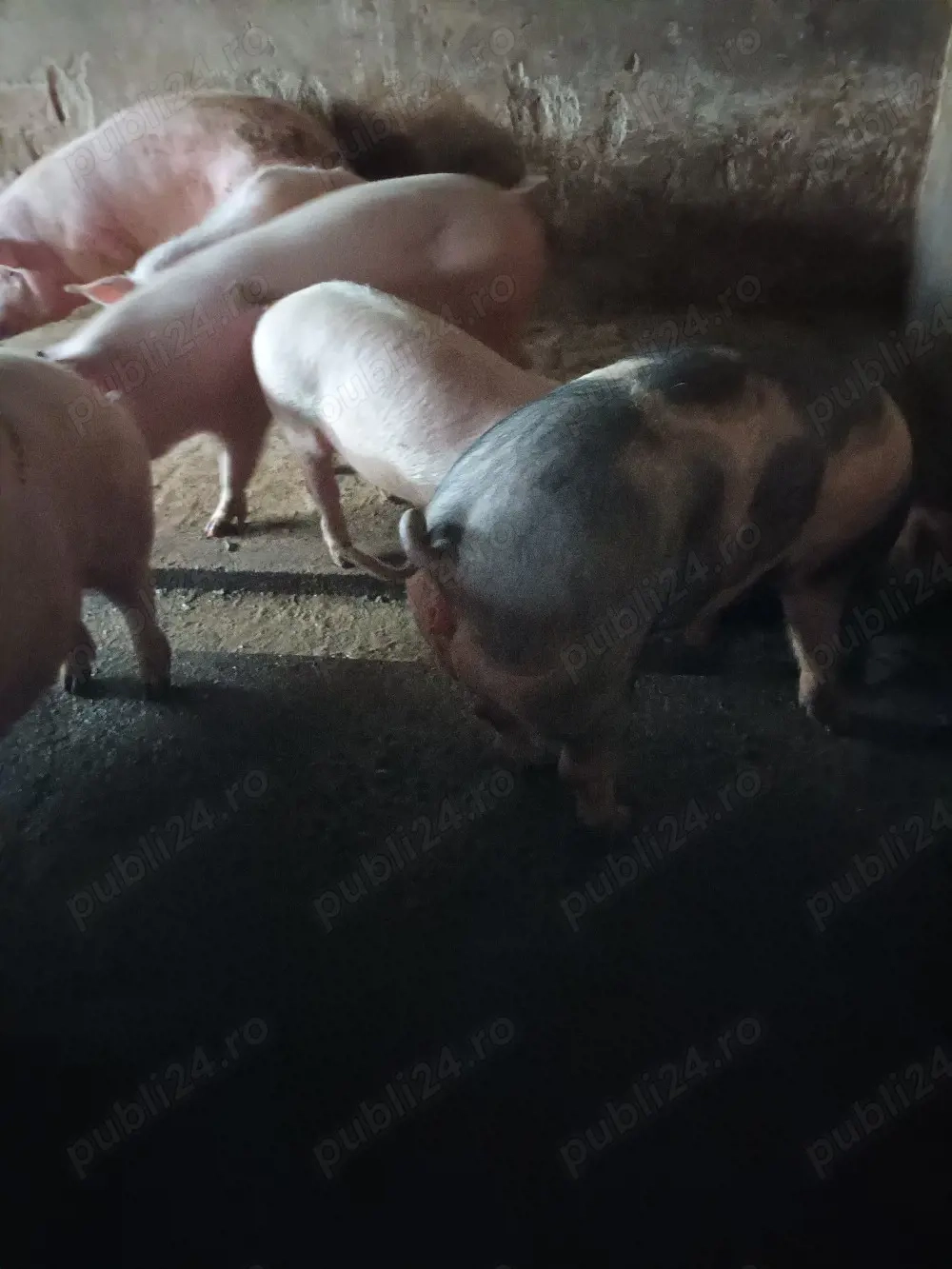 vand scrofite pentru monta