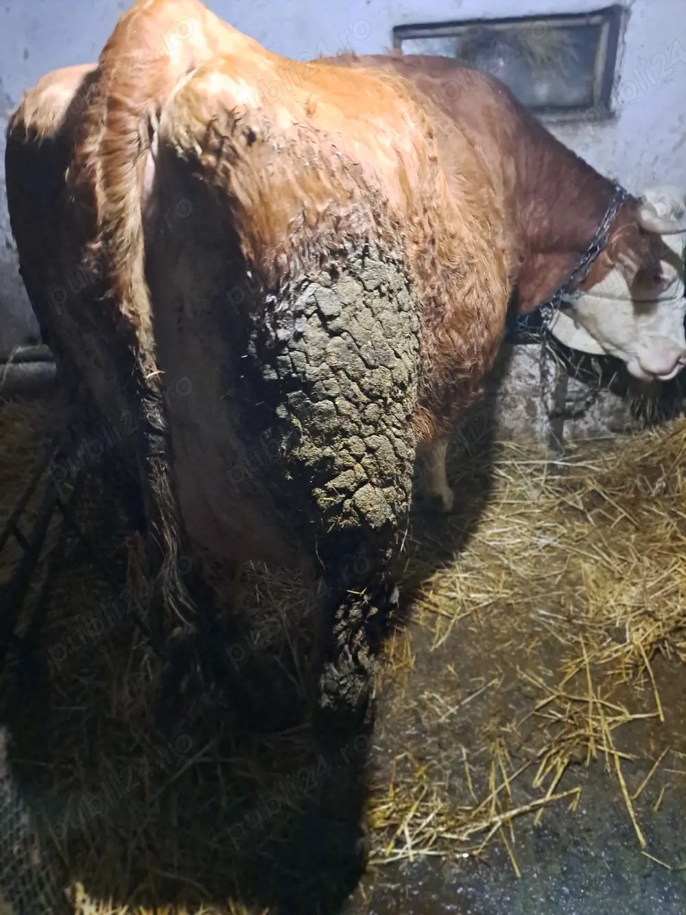 Vind vaca baltata de 5 ani cu lapte.