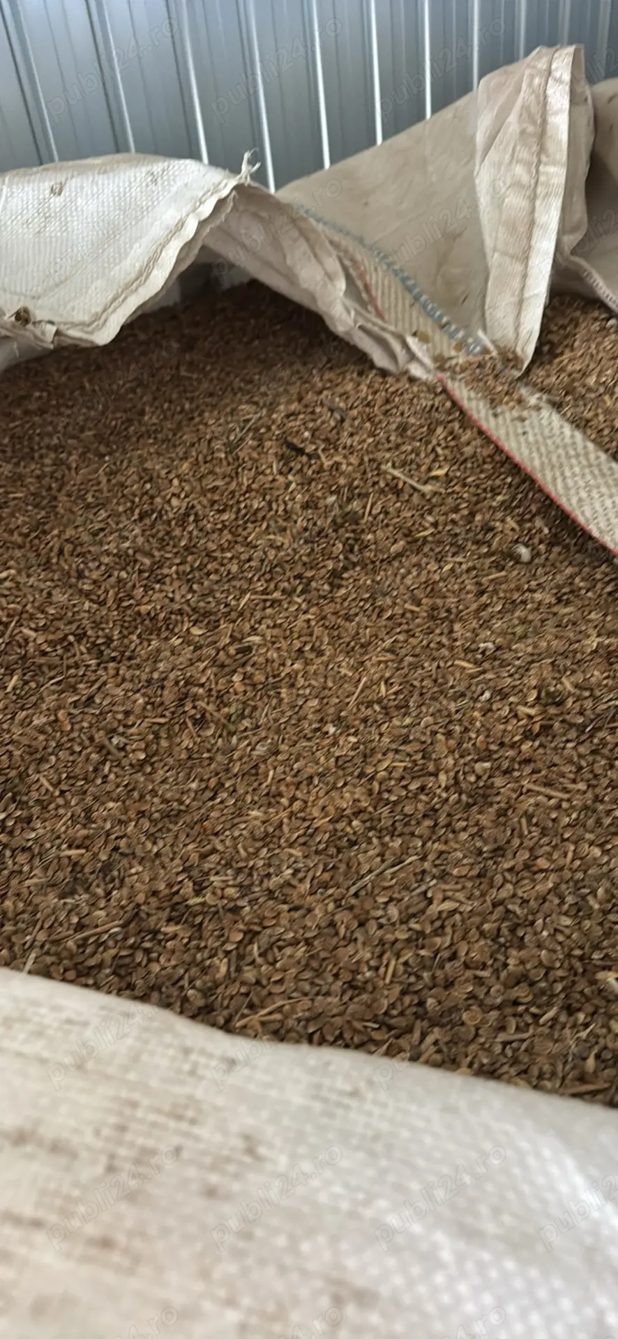 Vând sămânță de sparceta