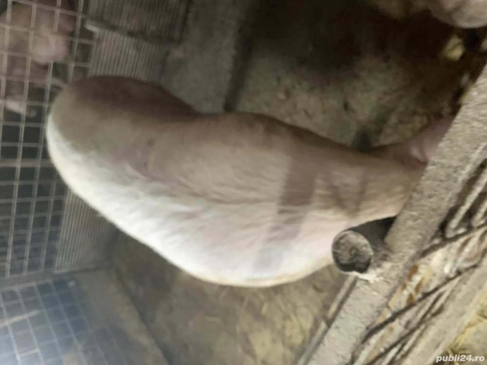 De vânzare scroafa in jur de 280 kg