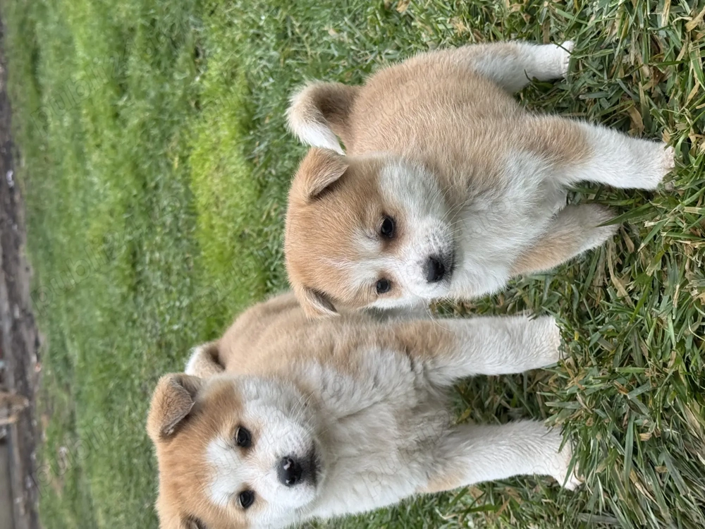 Pui Akita Inu 3 luni