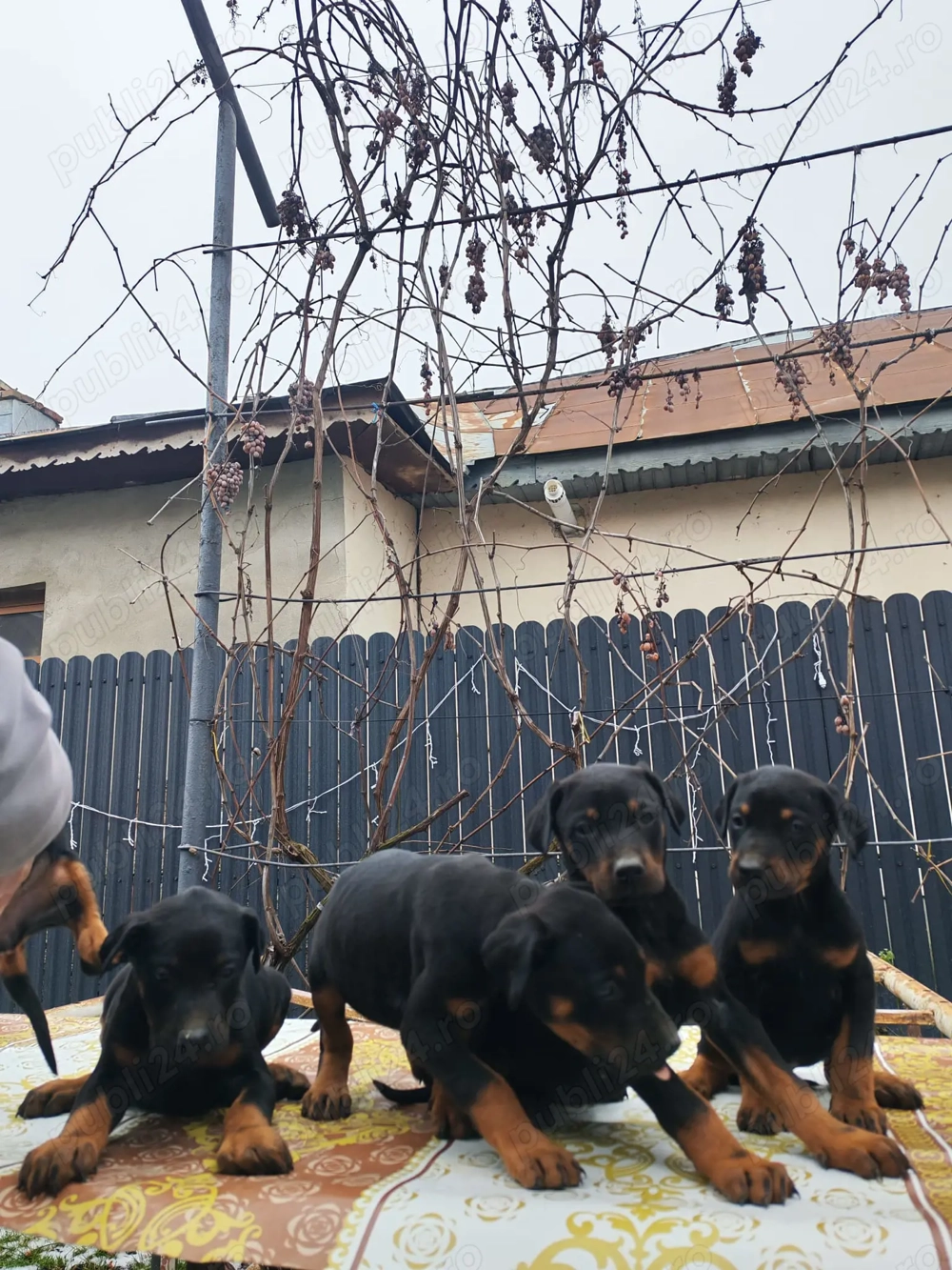 Doberman negru cu pete de foc