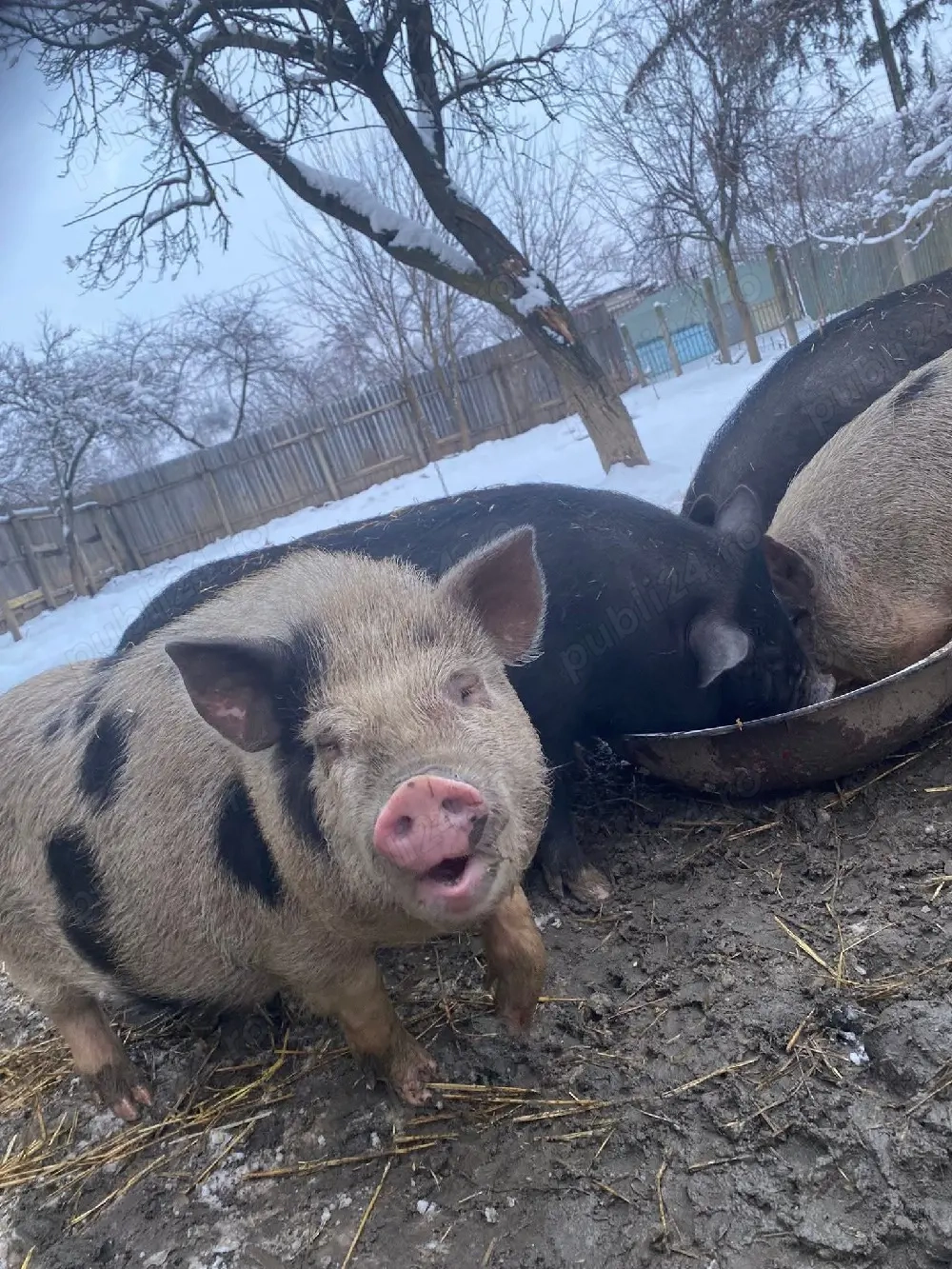 Vand porci vietnamezi! 