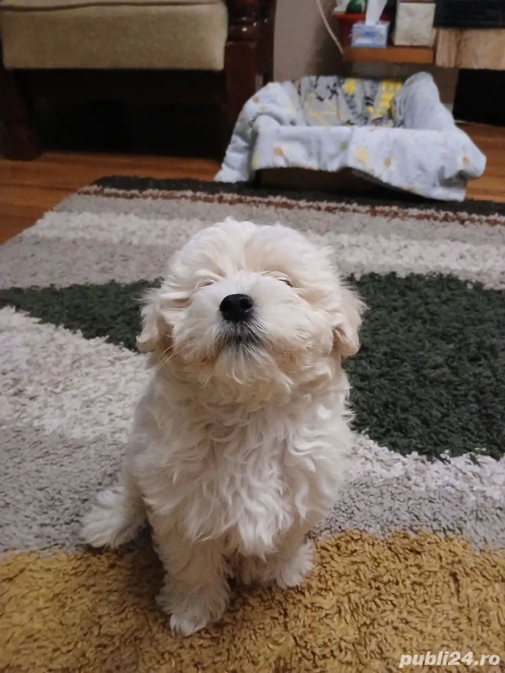 Bichon maltez alb, 3 luni