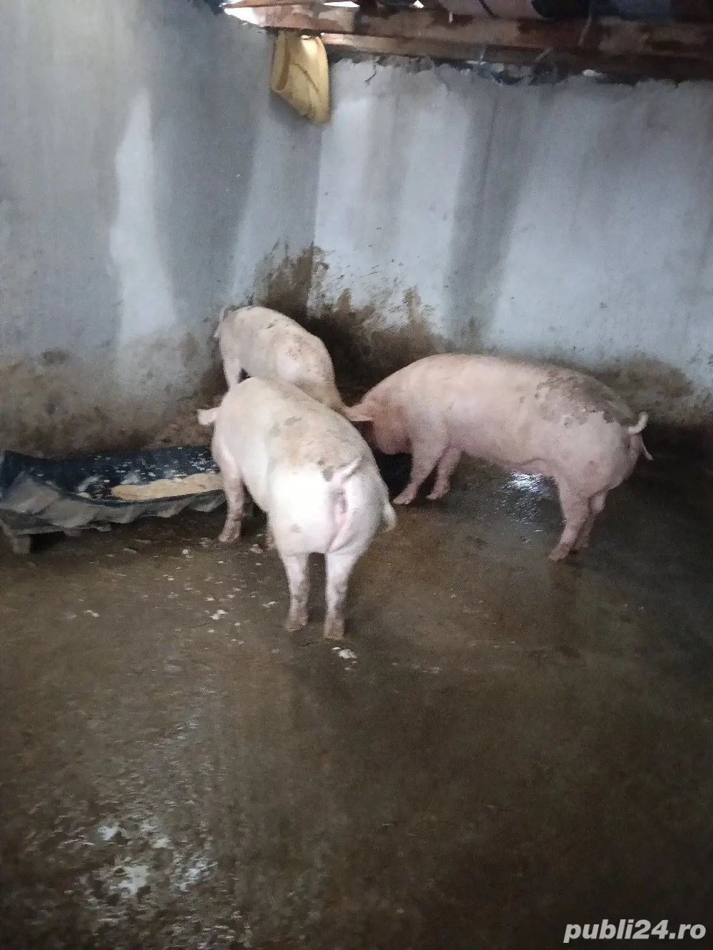 avem de vânzare porc 15 RON kg