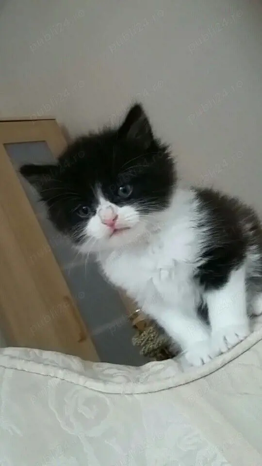 Siberiana de Pădure 