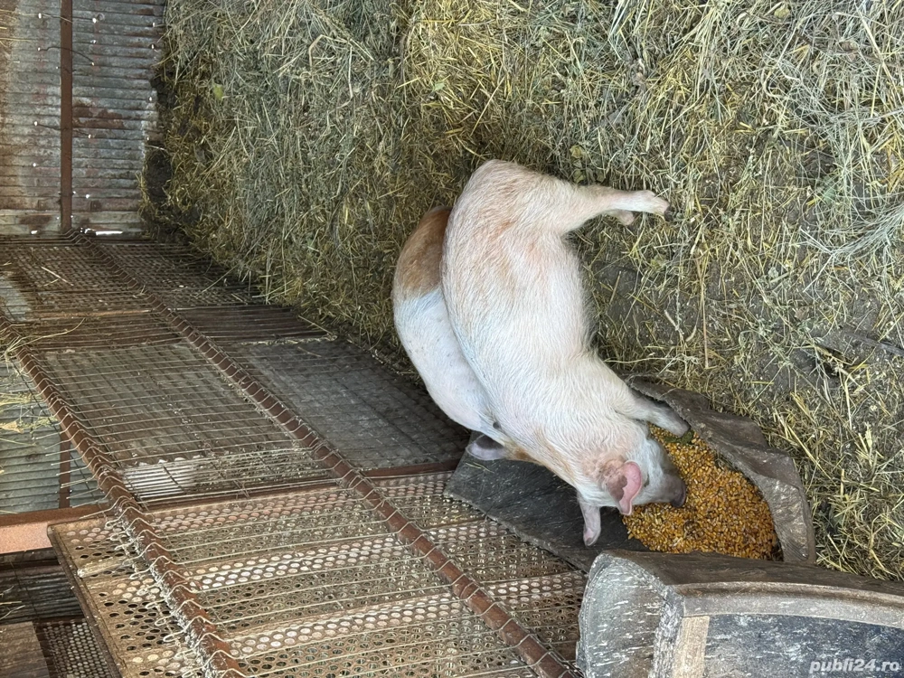 Vand 2 scrofite rasa duroc 