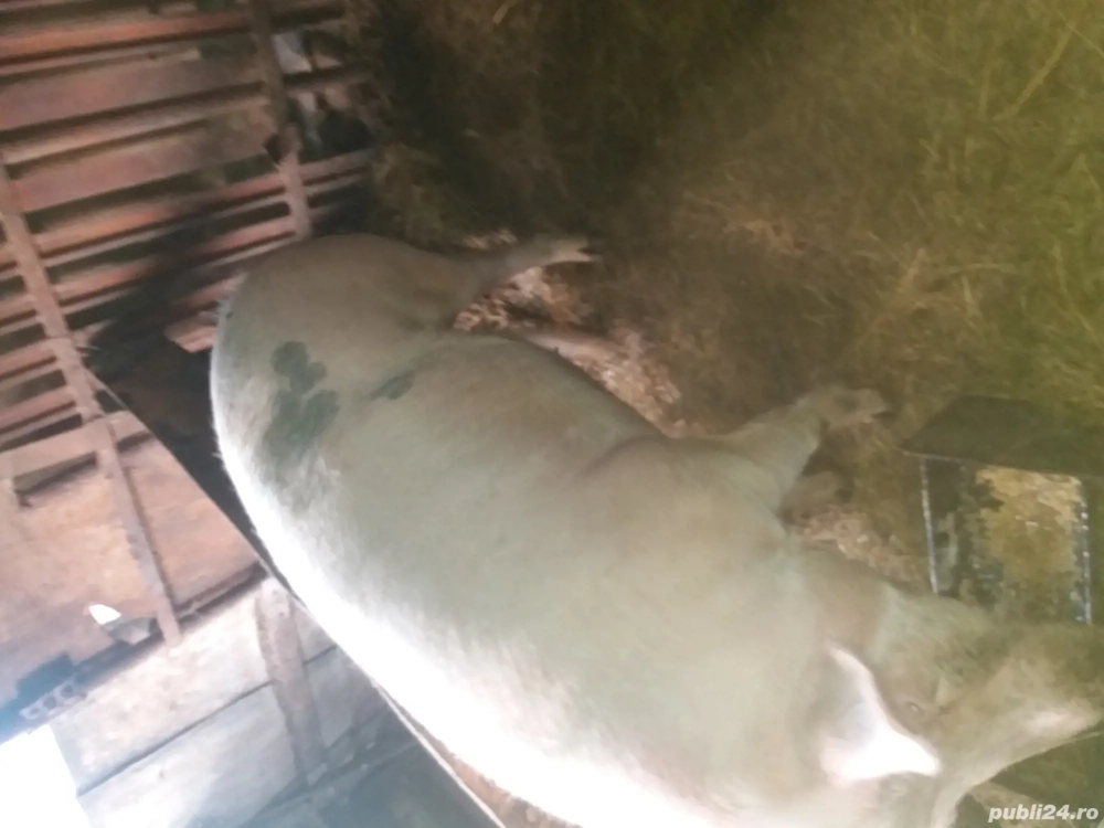 Porci70  90kg si scroafa gestanta