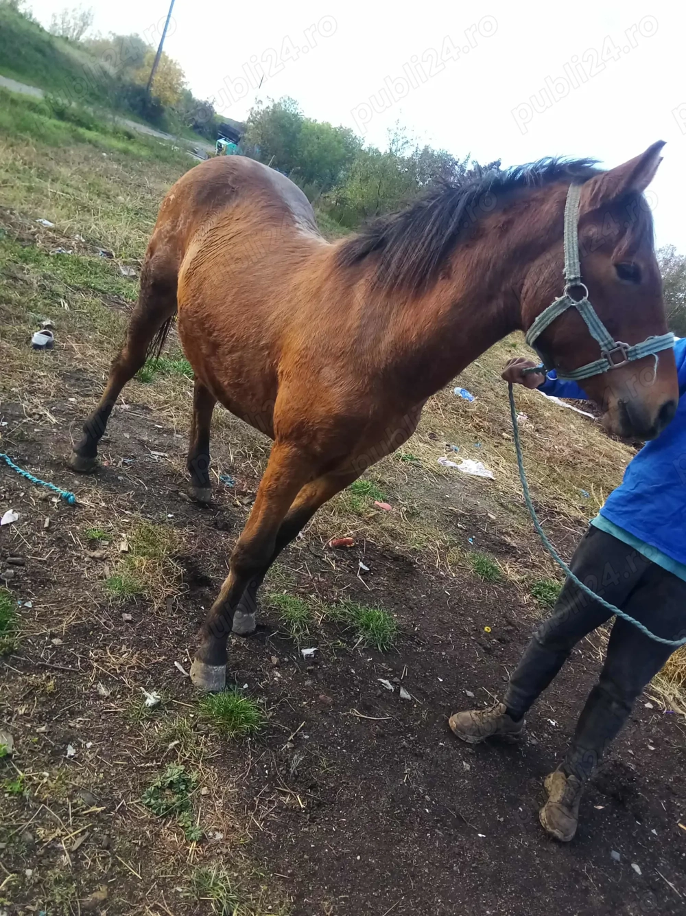 Vând mânză de 1an și 6 luni 