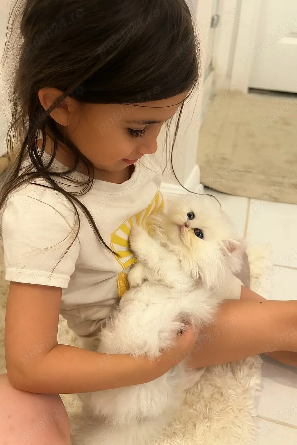 Pisică Persana Puiuți 