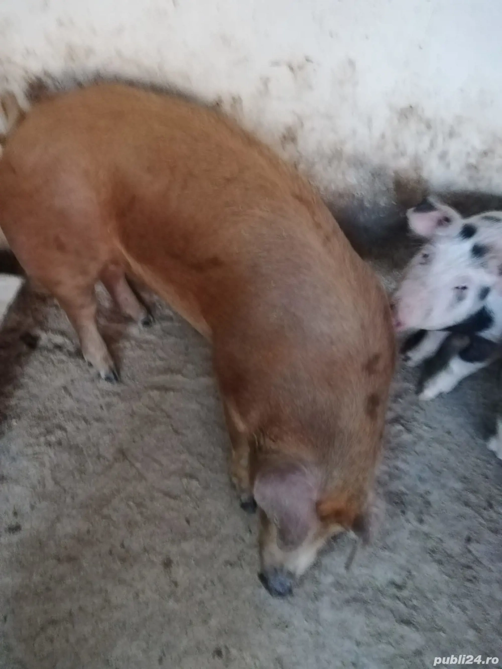 Vand porc rasa de carne!