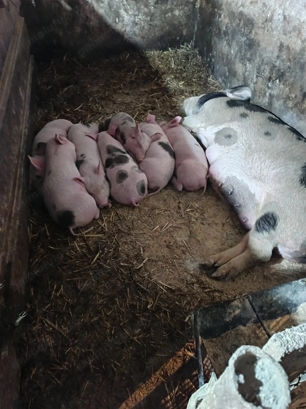 Purcei de casă diferite mărimi 